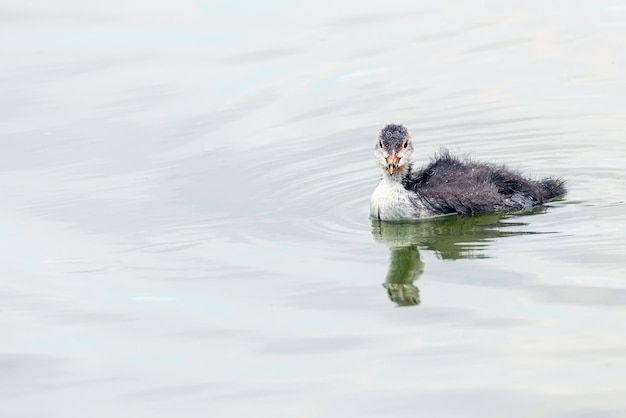 オオバン（Fulica atra）水泳