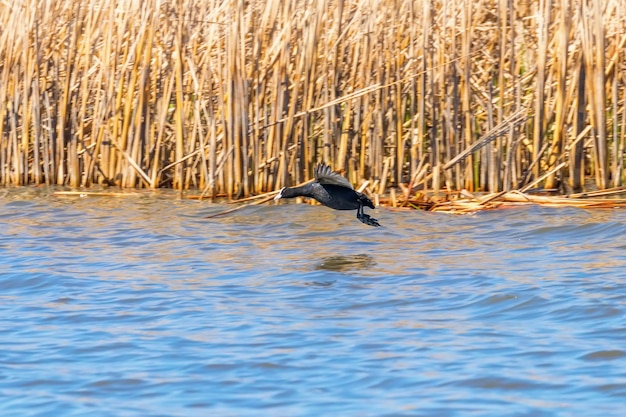 Eurasian Coot in flight over water