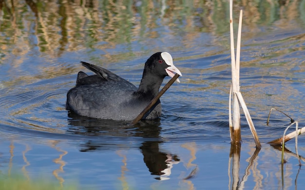 Eurasian coot Fulica atra A bird carries a plant stem in its beak to build its nest