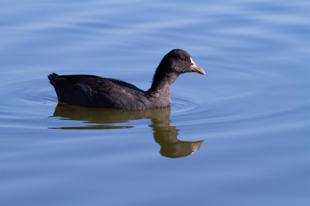 Eurasian coot Fulica atra The bird floats on the blue morning river