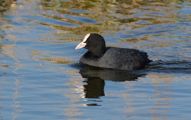 Лысуха Fulica atra Птица плывет по реке