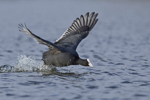 Eurasian coot (Fulica atra)