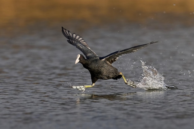 유라시아 물떼새 Fulica atra