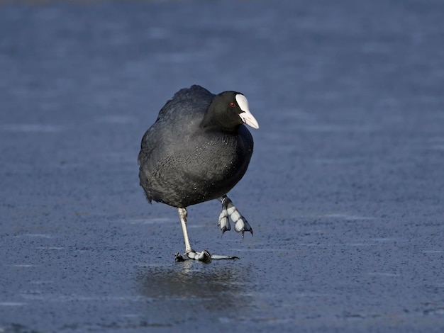 사진 유라시아 물떼새 fulica atra