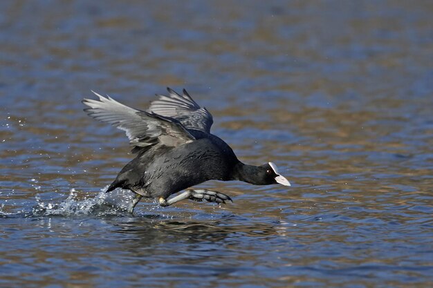 사진 유라시아 물떼새 fulica atra