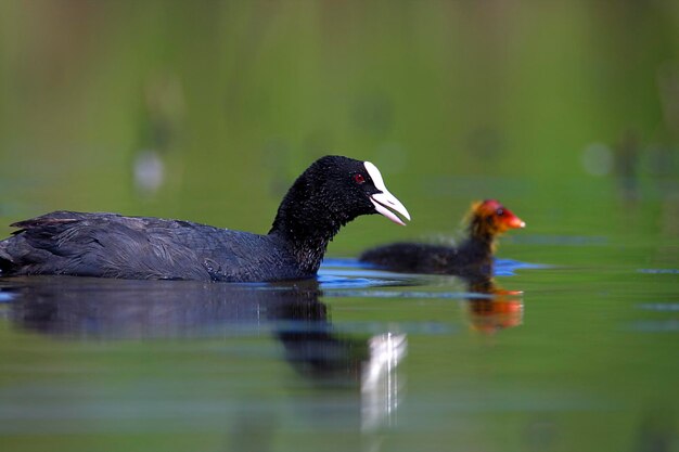 Photo the eurasian coot with the offspring from crna mlaka