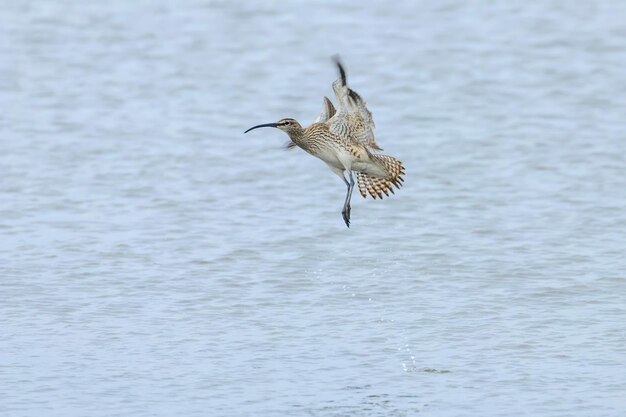 Eurasian Curlew flying over water surface