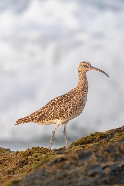 Eurasian curlew Numenius arquata on rocks with moss during low tide Tenerife Canary islands