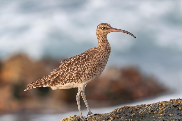 Eurasian curlew Numenius arquata on rocks with moss during low tide