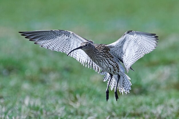 Eurasian curlew (Numenius arquata)