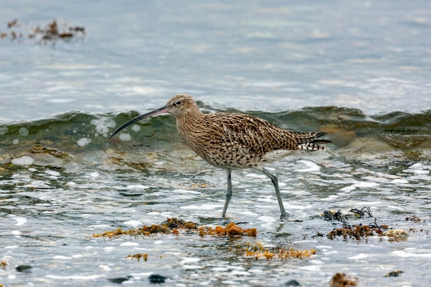 유라시아 도마뱀 Numenius arquata