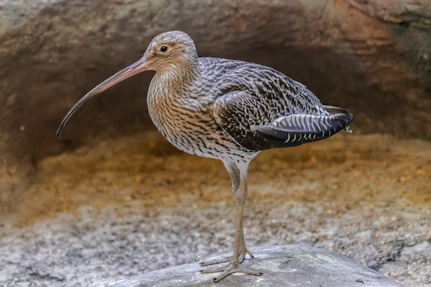 Eurasian curlew portrait (Numenius arquata)