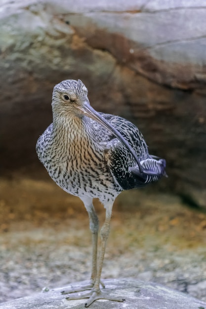 Eurasian curlew portrait (Numenius arquata)