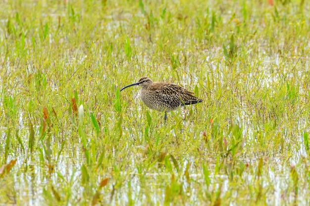 낮은 습지 초원에 서 있는 유라시아 Curlew