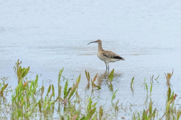 Eurasian Curlew wading in water