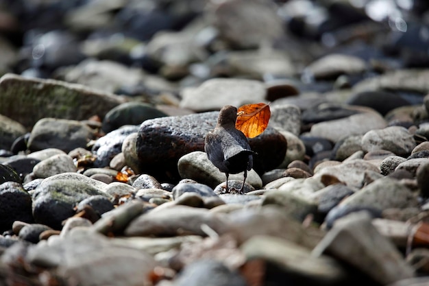 Eurasian dippers displaying and collecting nest material