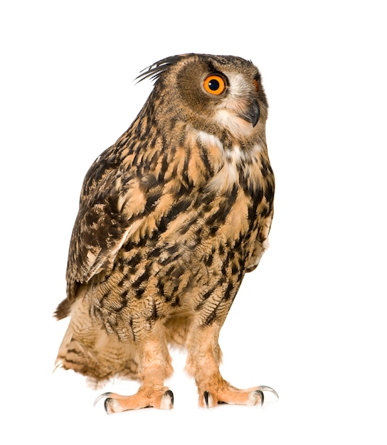 Eurasian Eagle Owl - Bubo bubo (22 месяца) изолирован