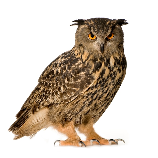 Photo eurasian eagle owl - bubo bubo (22 months) isolated