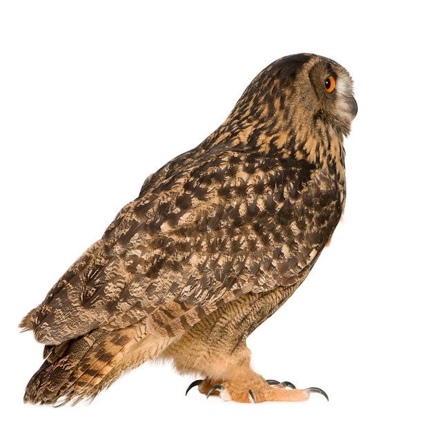 Eurasian Eagle Owl - Bubo bubo (22 months) isolated