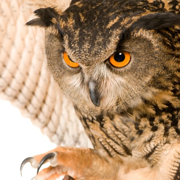 Photo eurasian eagle owl - bubo bubo (22 months) isolated