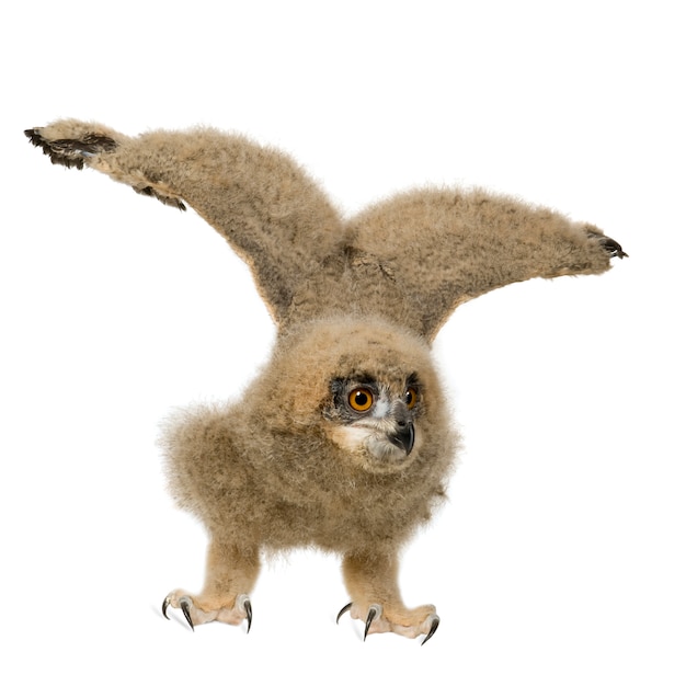 Eurasian Eagle Owl - Bubo bubo on a white isolated