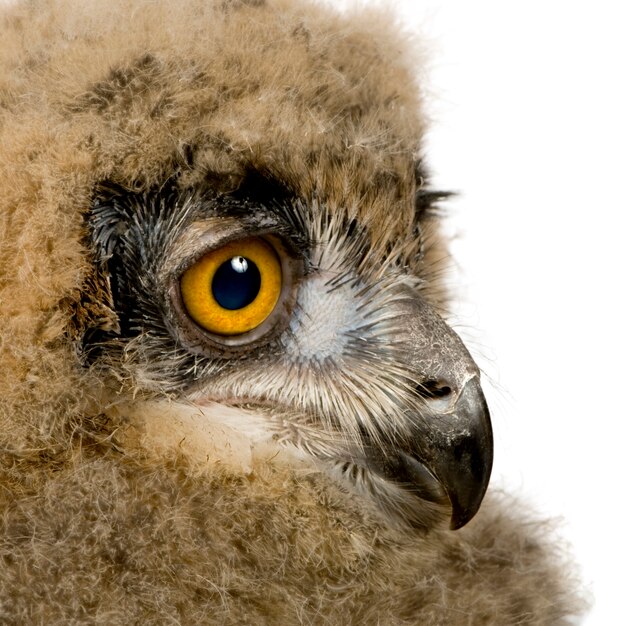 Eurasian eagle owl - bubo bubo su un bianco isolato