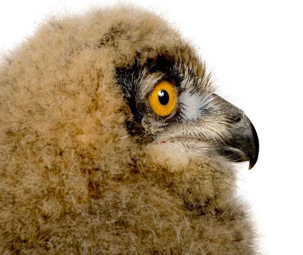 Eurasian Eagle Owl - Bubo bubo on a white isolated