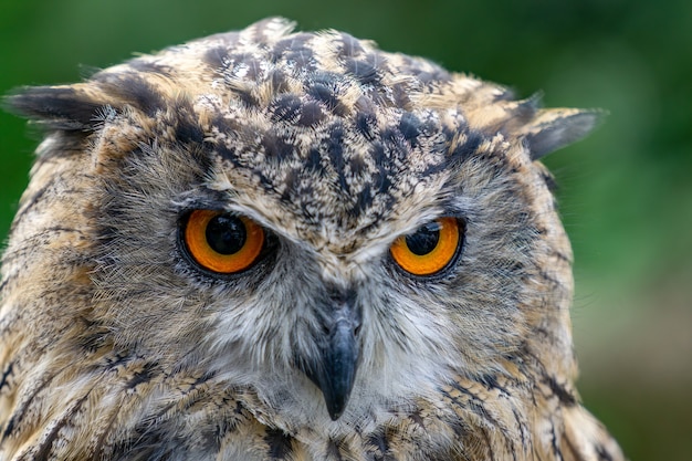 유라시아 독수리 올빼미 (Bubo bubo)