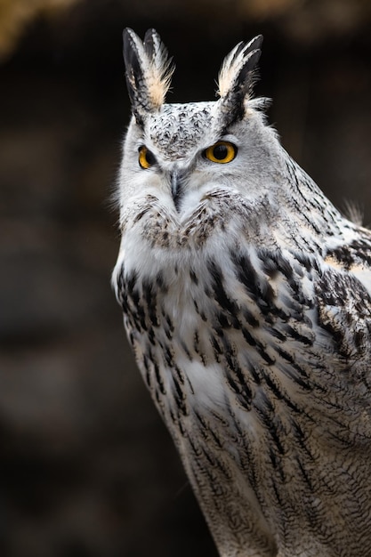 Eurasian eagle owl