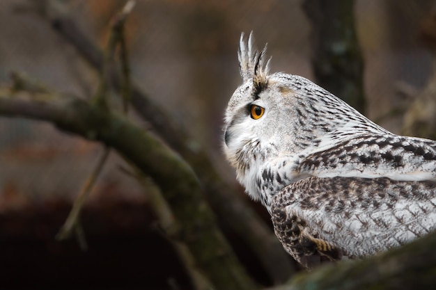 Eurasian eagle owl