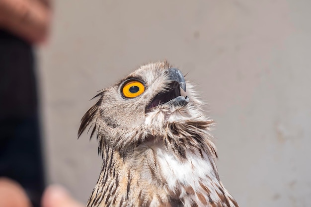 Eurasian EagleOwl with open beak Bubo bubo