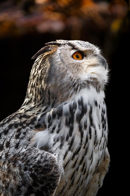 Eurasian eagleowl