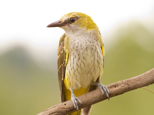 Foto oriole dorato euroasiatico che si siede su un ramo