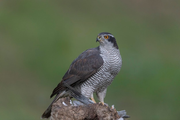 유라시아 고스호크 Accipiter gentilis 코르도바 스페인