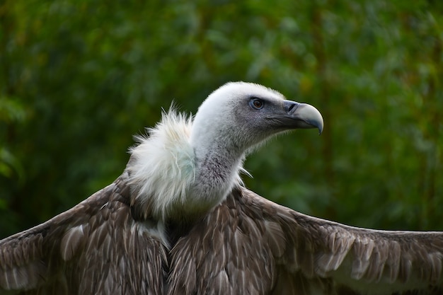 Eurasian griffon vulture with wings wide spread