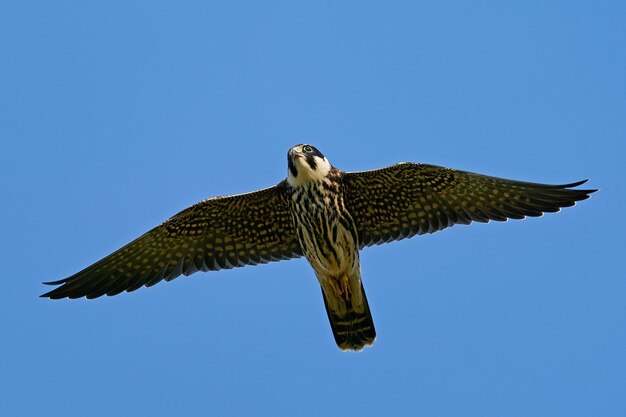 Eurasian hobby Falco subbuteo