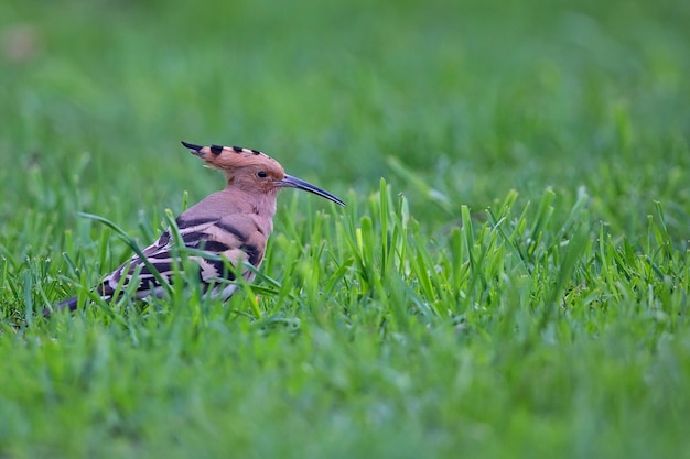 Eurasian hoopoe in a clearing