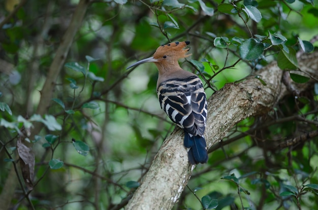 Eurasian Hoopoe or Common hoopoe(Upupa epops) in nature, Thailand