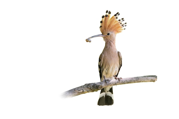 Eurasian hoopoe holding worm in beak isolated on white background