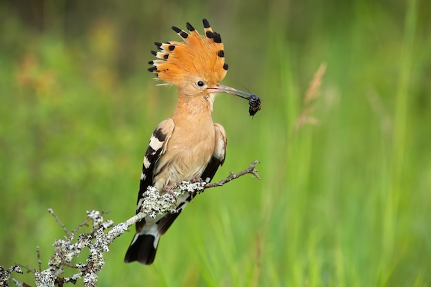 Eurasian hoopoe looking on bush in springtime nature