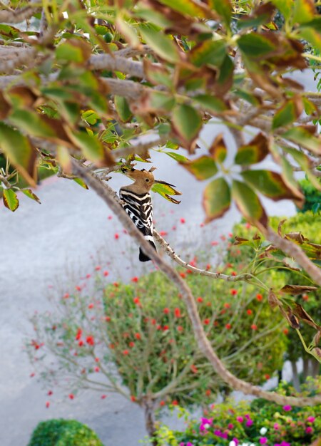 Eurasian Hoopoe sits on tree branch.