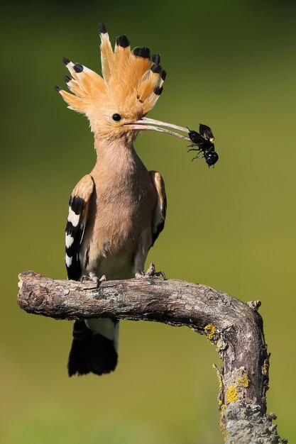 Eurasian hoopoe sitting on twig with field cricket in beak in summer