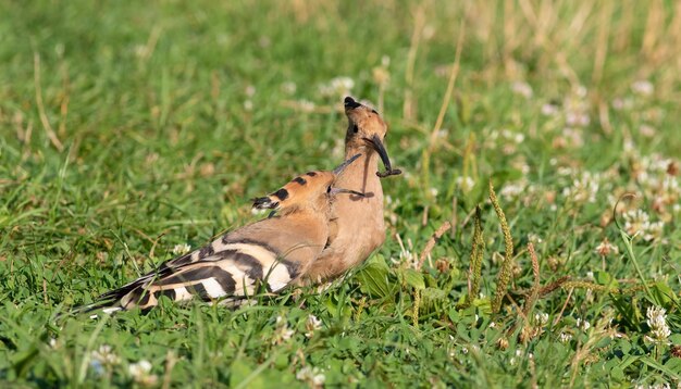 Eurasian hoopoe Upupa epops A bird lurks in the grass