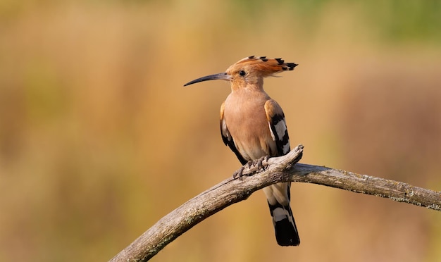 Eurasian hoopoe Upupa epops A bird sits on a dry branch against a luxurious backdrop