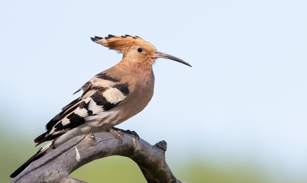 Eurasian hoopoe Upupa epops A bird sits on a thick dry branch