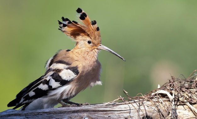 Eurasian hoopoe Upupa epops A bird spreads its crest and sits on a log