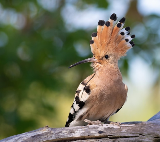 Eurasian hoopoe Upupa epops A bird spreads its crest and sits on a thick dry branch