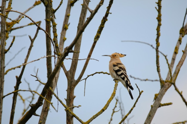 Eurasian hoopoe upupa epops on a branch