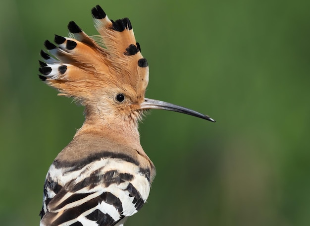 Eurasian hoopoe Upupa epops Closeup of the bird