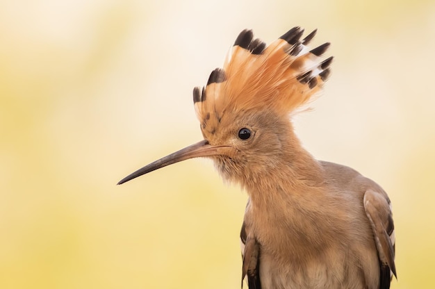 Eurasian hoopoe Upupa epops Closeup of the bird